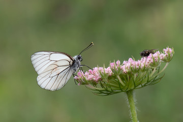 butterfly on flower