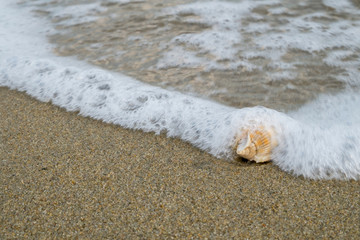 Little shell on the beach,Single shell on the sand.