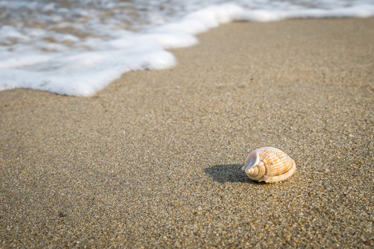 Little shell on the beach,Single shell on the sand.