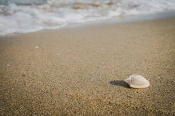 Fototapeta na wymiar Little shell on the beach,Single shell on the sand.