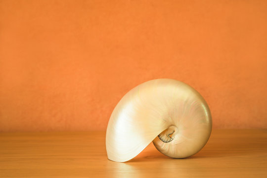 Hintergrund Badigeon und Eichenholz mit Schale des Nautilus - Background Badigeon and oak wood with nautilus shell
