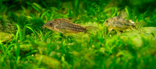 Catfish Corydoras in an aquarium close up