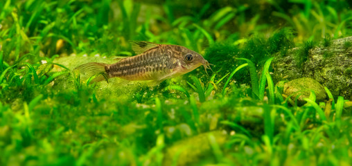 Catfish Corydoras in an aquarium close up