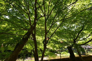 栃木県袋田の滝