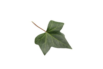 Green leaf on white background