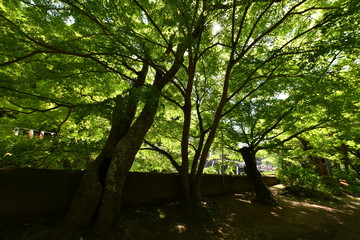 Fototapeta premium 栃木県袋田の滝