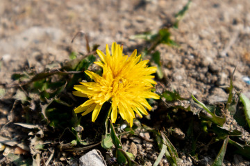 small yellow flower. Wild flowers on the field.