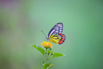 Fototapeta na wymiar Beautiful common lime butterfly sitting on the flower plants in its natural habitat