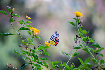 Beautiful common lime butterfly sitting on the flower plants in its natural habitat