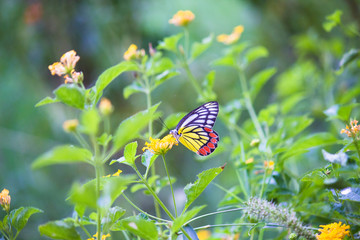Beautiful common lime butterfly sitting on the flower plants in its natural habitat