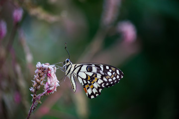 Beautiful common lime butterfly sitting on the flower plants in its natural habitat