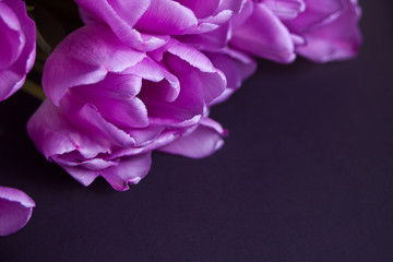 Violet purple tulips on the black background. Copy space.