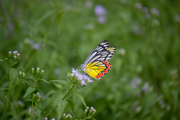 Beautiful common lime butterfly sitting on the flower plants in its natural habitat