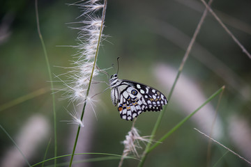Beautiful common lime butterfly sitting on the flower plants in its natural habitat