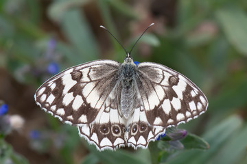 butterfly on leaf
