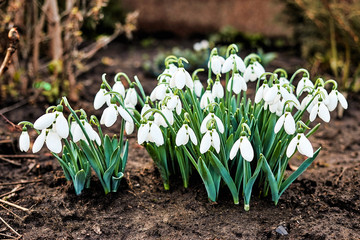 A group of snow-white first flowers of snowdrops delight their appearance in the spring.