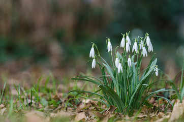 SNOWDROPS - Blossomed white spring flowers in the park