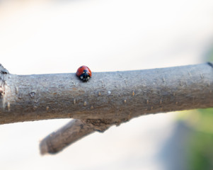 beautiful Ladybug crawling on tree with fresh