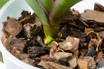 Orchid grows new young roots. Close up roots in the active phase of growth