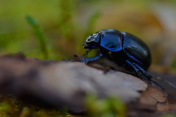 Mistkäfer im Wald