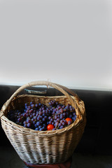 ripe clusters of grapes to the table in a large basket