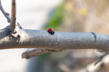 beautiful Ladybug crawling on tree with fresh