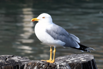 Il gabbiano