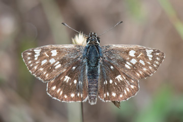 butterfly on a flower