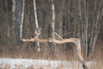 common buzzard on a branch