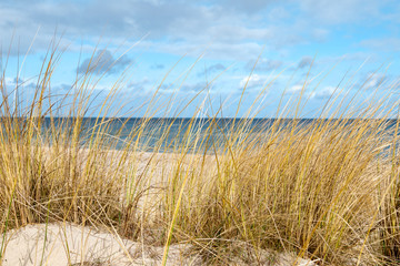 Meerblick mit Seegras