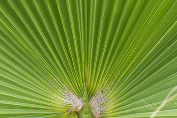 Palmenblatt Makro