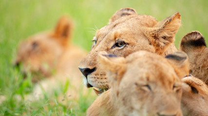 Lion pride up close and personal in beautiful afternoon light