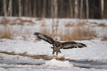 common buzzard in flight