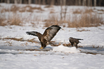 common buzzard