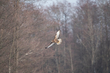 common buzzard in flight