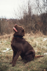 chocolate labrador