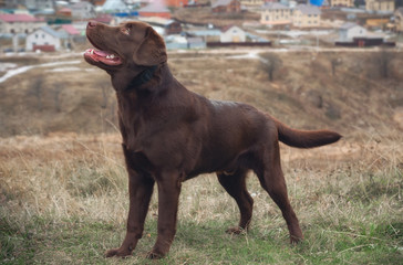 chocolate labrador