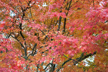 Autumn leaves in Japan
