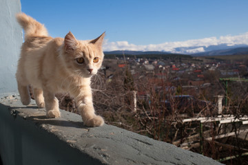 Obraz premium Little white cat on the balcony.