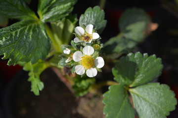 Garden strawberry