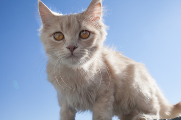 Little white cat on the balcony.