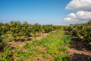Fototapeta na wymiar Avocado plantation field
