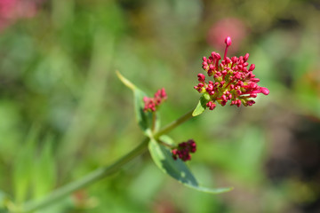 Red valerian