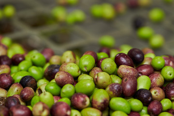 Olive fruit