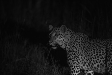 Young Leopard cubs in Black and white