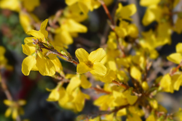 Dwarf Forsythia Mini Gold
