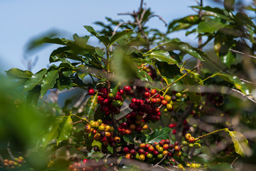 Ripe coffee beans on Lam Vien highland, Lam Dong, Vietnam