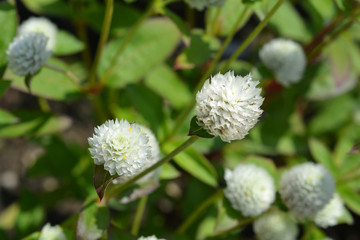 White globe amaranth