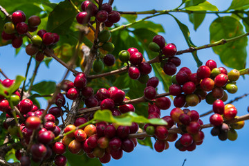 Ripe coffee beans on Lam Vien highland, Lam Dong, Vietnam
