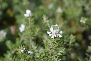 Coastal rosemary